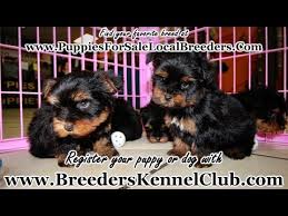 Maybe you would like to learn more about one of these? Yorkie Puppy Breeders In Texas