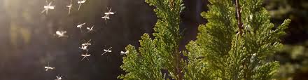 Get directions, reviews and information for cook's pest control in mobile, al. Pest Control In Barrington Chicago Suburbs Turf Care Enterprises