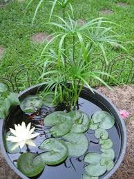 Balkon Ideen Selber Machen Diy Anleitung Fur Mini Teich Im Topf Miniteich Kleine Wassergarten Bepflanzung