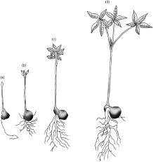 Crown and a large root system. Biological Flora Of The British Isles Aesculus Hippocastanum Thomas 2019 Journal Of Ecology Wiley Online Library