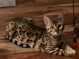 Find bengal in cats & kittens for rehoming | 🐱 find cats and kittens locally for sale or adoption in ontario : Registered Bengals Bengaltime Cattery The Bengal Cat Directory Resource For Bengal Cats Kittens And Information