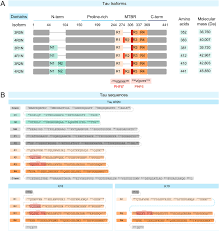 You can unlock phones using special unlocking software connec. To Target Tau Pathologies We Must Embrace And Reconstruct Their Complexities Sciencedirect