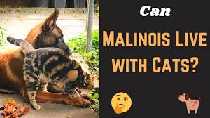 It is not such a territorial animal that would make the cats nervous around it. Can A Malinois And A Cat Stay Together In A House This Is The Answer Youtube