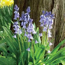 Image result for Seidelia