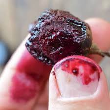 Image result for Pachylobus edulis