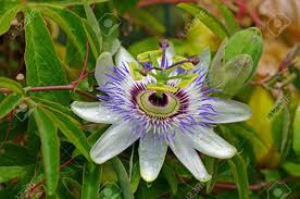 Image result for Passifloraceae