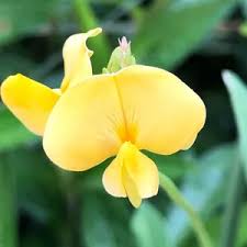 Image result for Vigna oblongifolia