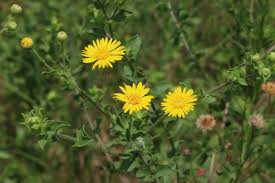 Image result for Heteropyxidaceae