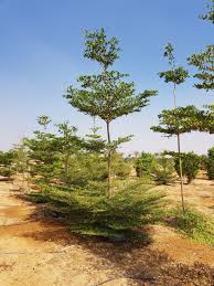 Image result for Terminalia mantaly