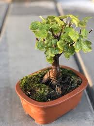 Бонсай (bonsai) в керамической сумочке. Bonsai Plants Mapquest