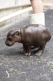 Miata is the first baby pygmy hippo born after four years. 15 Cutest Pictures Of Baby Pygmy Hippos Baby Hippo Cute Funny Animals Hippopotamus