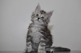 Available Maine Coon Kittens For Sale Maine Coon Cats For Sale Maine Coon Kittens For Sale European Maine Coon Breeder Near Me Buy Huge Maine Coon Cat Giant