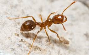We take preventative measures to ensure these creatures do not enter your home again. Your Guide To Northeast Dallas Ant Identification Star Pest Control