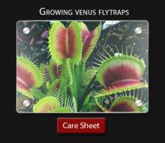 Venus fly trap, like rest of the plants, obtains its food from the soil and by photosynthesis. Plant Care Dionaea Reference Guide On Growing Venus Fly Traps Cultivo Carnivores
