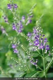 Image result for Scutellaria violascens