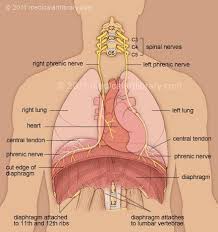 Large Color Medical Illustration Shows The Diaphragm And Phrenic Nerves With Nearby Anatomical Structu Respiratory Human Anatomy And Physiology Medical Anatomy