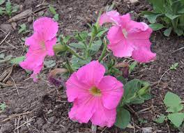 To start, you'll want to plant spreading petunias about 1 to 2 feet apart from each other and other plants. How To Grow Petunias Petunia Plants For A Better Flower Garden Follow The Gardener S Network