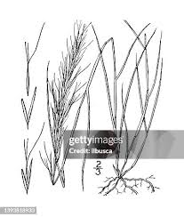 Image result for Aristida diffusa