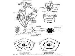 Image result for Cucurbitaceae