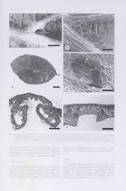 Image result for Pteleopsis anisoptera