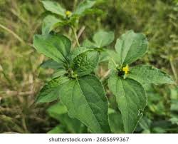 Image result for Synedrella