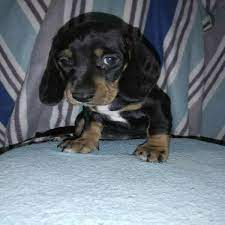 Miniature Dapple Dachshund Puppies Ads January Clasf