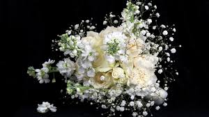 All png images can be used for personal use unless stated otherwise. Wallpaper White Flowers Roses Black Background 2880x1800 Hd Picture Image