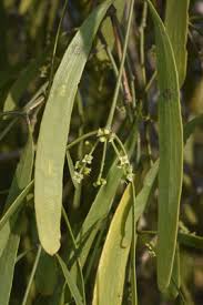 Image result for Salvadora australis