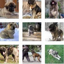 Pentru a demonstra forța pe care o are casa și familia, oameni din toate colțurile lumii fac poze cu prietenii lor patrupezi înainte și după adopție. Poze Ciobanesc Caucazian Toate Animalele