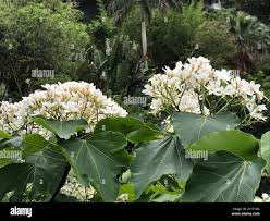 Image result for Vernicia