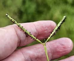 Image result for Paspalum vaginatum