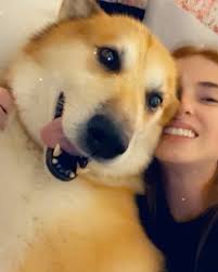 My Ziggy zoopy zuzu bear, my soulmate 💔 Thank you for giving us the 2  years ever. I will love you forever my little old man 😇