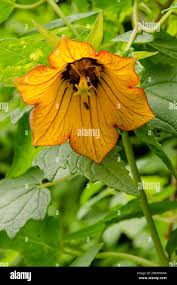 Image result for Canarina