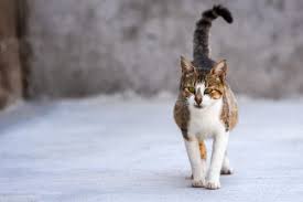Has anyone had success with benadryl? Can Cats Take Benadryl Canna Pet