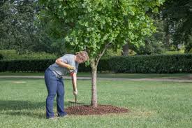 Maybe you would like to learn more about one of these? Mulching Trees And Shrubs The Morton Arboretum