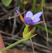 Image result for Aristea abyssinica