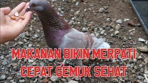 Makanan Burung Merpati Selain Jagung Biar Tambah Sehat Youtube
