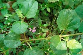 Image result for Boerhavia diffusa