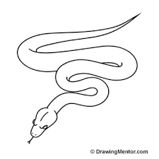 A snake can have 280 pairs of ribs or more! How To Draw A Snake