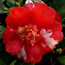Camellia Japonica Nikisi Kerin Pink White 3ltr Plants Flowers Perennials