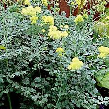 Image result for Satyrium flavum