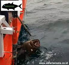 Incoming search terms cara mancing kakap putih di siang hari cara mancing kakap di pinggir laut mancing kakap putih di sungai spait pekalongan,, mancing barramundi mancing barramundi sungai. Teknik Mancing Dasaran Mengenal Teknik Dasaran Untuk Memancing Di Laut Setupnya Safari Wisata International