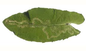 Image result for Conyza limosa