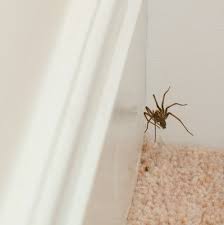 Spiders are tricky little guys and are extremely clever and mostly solitary creatures. How To Get Rid Of Spiders In Your House Planet Orange Blog