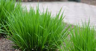 Image result for Pavetta gracillima