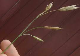 Image result for Bromus catharticus