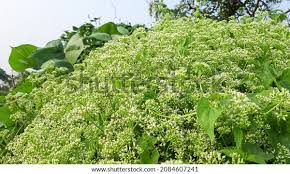 Image result for Mikania cordata