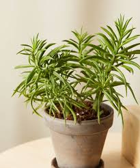 Prefers any mid to bright levels of light. Buy Potted Pet Peromia Collection Set Bloomscape