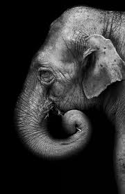 Elephant Portrait Of An Elephant At The Zoo In Madrid Spon Portrait Elephant Elephant Madri Elephant Photography Elephant Pet Portraits Photography