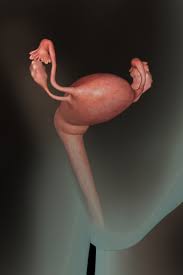 Maybe you would like to learn more about one of these? Your Developing Baby Week By Week Parents